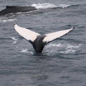 Avistamiento de ballenas en Reikiavik