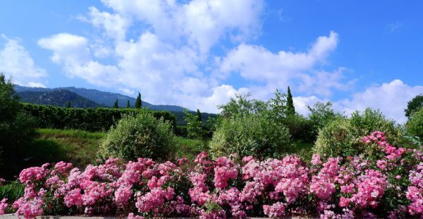 Jardín Botánico Nikita